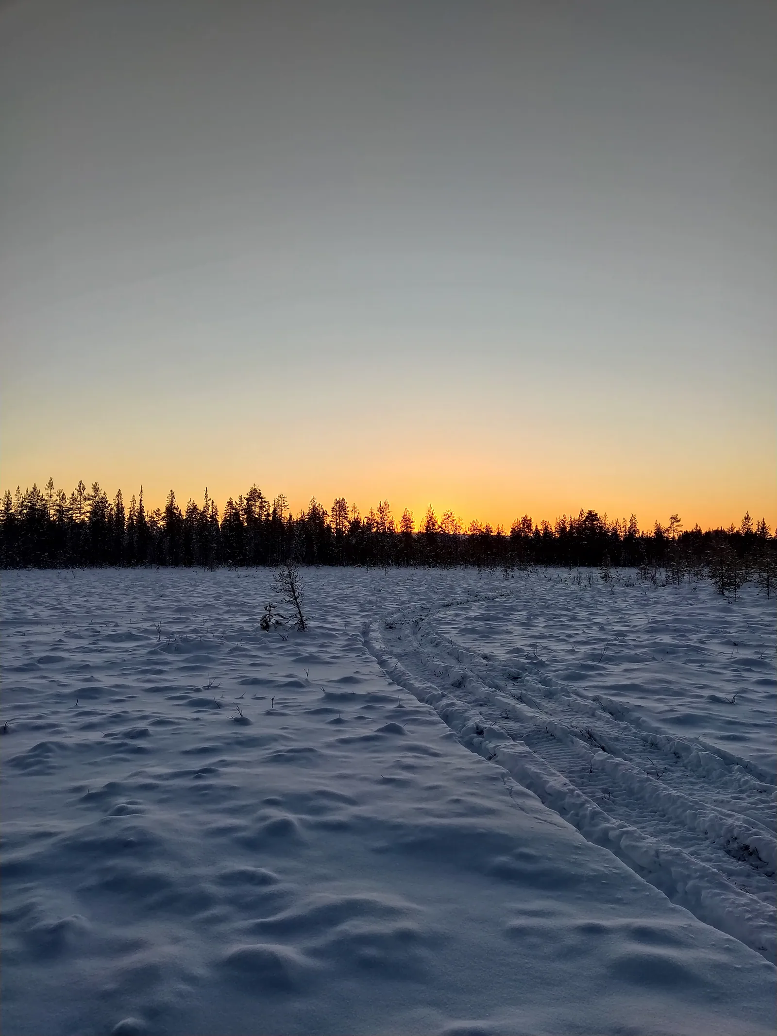Atardecer polar sobre bosque nevado en Laponia / Polar sunset over snowy forest in Lapland